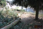 Vydatným prořezem dřevin začala obnova Palackého sadů v Semilech