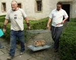 FOTO: Liška hledala útočiště na zámku