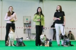 Kvalifikace na MS v dogdancingu v rámci mezinárodní výstavy psů Prague Expo Dog