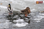 FOTO: Kry a ledy tají, kachnám to nevadí