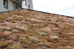 Rozkvetlá střecha Krkonošského centra enviromentálního vzdělávání, zvaného Krtek