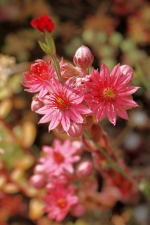 Rozkvetlá střecha Krkonošského centra enviromentálního vzdělávání, zvaného Krtek