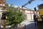 Výsadba nového vánočního stromu na náměstí ve Vrchlabí