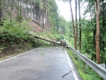 Stromy popadaly po nedělní bouřce na komunikace hlavně na Liberecku