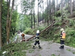 Stromy popadaly po nedělní bouřce na komunikace hlavně na Liberecku