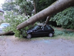 Stromy spadly na zaparkované osobní automobily v Liberci, části Rochlice