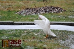 Bílá kachna či husa zabloudila na semilské sídliště
