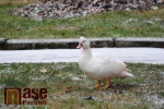 Bílá kachna či husa zabloudila na semilské sídliště