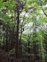 Záchrana paraglidisty uvízlého na stromě u Kozákova