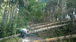 Odklízení spadlých stromů z krajských silnic