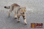 Kočky, které běhají v Bořkovské ulici a na sídlišti Oleška v Semilech