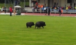 Černá prasata na turnovském atletickém stadionu při krajském přeboru družstev