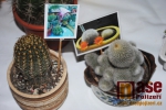 Výstava exotického ptactva a kaktusů v Semilech