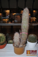 Výstava exotického ptactva a kaktusů v Semilech