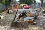 Kácení nemocných stromů v rámci obnovy zeleně ve Vrchlabí
