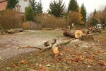 Kácení nemocných stromů v rámci obnovy zeleně ve Vrchlabí