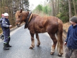 FOTO: Koně postavil na nohy až kladkostroj