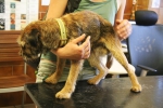 Záchraněný pes, který byl uvězněn 16 dní v liščí noře v Českém ráji u obce Všeň