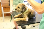 Záchraněný pes, který byl uvězněn 16 dní v liščí noře v Českém ráji u obce Všeň
