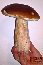 Nasbírané houby v okolí Libštátu