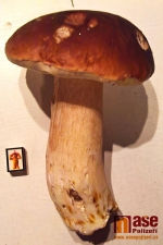 Nasbírané houby v okolí Libštátu