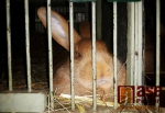 Výstava králíků a holubů V chovatelské hale u železniční zastávky Turnov město