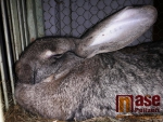 Výstava králíků a holubů V chovatelské hale u železniční zastávky Turnov město
