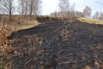 Následky po pálení trávy ve Vratislavicích nad Nisou