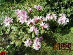Růžový rododendron