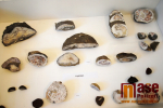 Výstava Kouzlo zkamenělin a minerálů v semilském muzeu