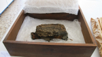 Fragmenty z historické schránky a práce restaurátorek na jejich opravě