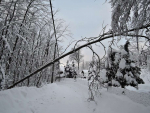 Spadlé stromy na silnice v Libereckém kraji