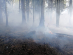 Lesní požár v Hradčanech (Ralsko)