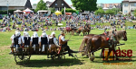 Krajský den koně v Lomnici nad Popelkou 2019