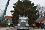 Příprava převozu vánočního stromu v Semilech pro Staroměstské náměstí