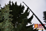 Kácení vánočního stromu v Semilech pro Staroměstské náměstí