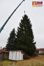 Kácení vánočního stromu v Semilech pro Staroměstské náměstí