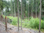 Poškozený les v katastrálním území Vlastibořice