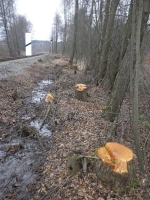 Pokácené dřeviny u železniční trati 080 Bakov nad Jizerou - Jedlová