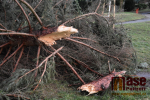 Spadlé stromy v Semilech po větrné bouřce Sabine