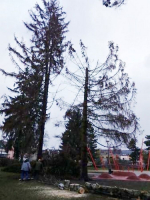 Poškozené stromy v parku u letního kina