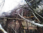 Spadlé stromy u ZŠ Alešova v Turnově