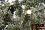 Spadlé stromy v Krásné na Jablonecku
