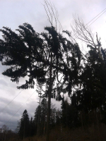 Spadlé stromy na vedení elektřiny