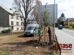 Vysazení nových stromů na náměstí Pavla Tigrida v Semilech