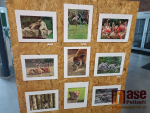 Výstava fotografií fotokroužku Fokusu Semily Máme rádi zvířata