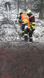 Hasiči odstraňují spadlé stromy v Železném Brodě, Slané i Vratislavicích