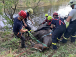 Záchrana koně u rybníku Věžák v Krčkovicích na Hruboskalsku