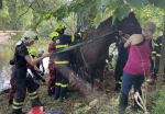 Záchrana koně u rybníku Věžák v Krčkovicích na Hruboskalsku