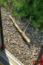 VIDEO: Spadlý strom na vlak u Sedlejovic zastavil provoz na trati